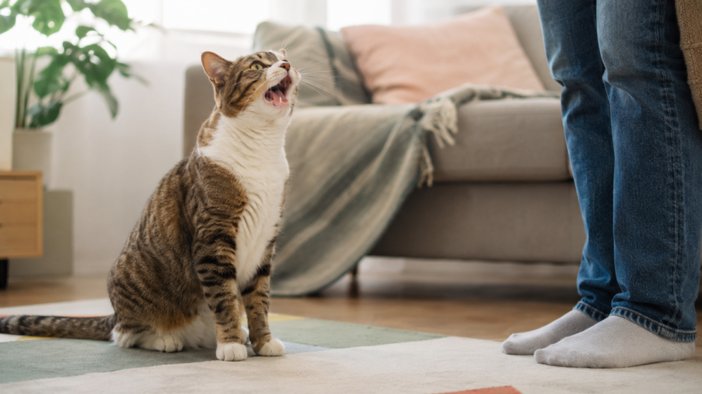 Por qué maúlla mi gato comunicándose con su dueño
