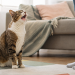 Por qué maúlla mi gato comunicándose con su dueño
