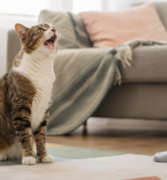 Por qué maúlla mi gato comunicándose con su dueño
