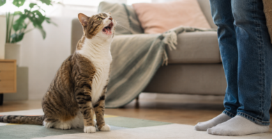 Por qué maúlla mi gato comunicándose con su dueño