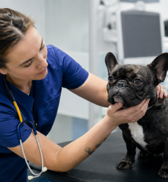Cuánto gana un veterinario en España: profesional atendiendo en consulta