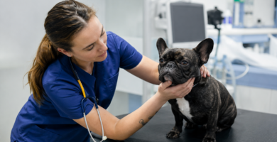 Cuánto gana un veterinario en España: profesional atendiendo en consulta