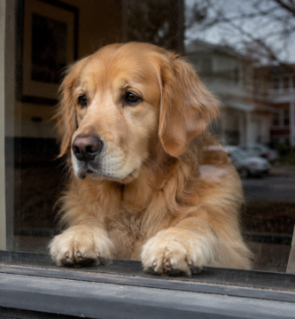 Perro solo en casa mirando por la ventana esperando a su dueño
