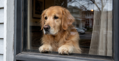 Perro solo en casa mirando por la ventana esperando a su dueño
