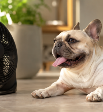 Razas de perro que peor soportan el calor: bulldog francés jadeando