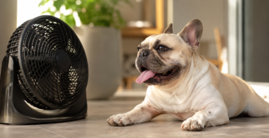 Razas de perro que peor soportan el calor: bulldog francés jadeando