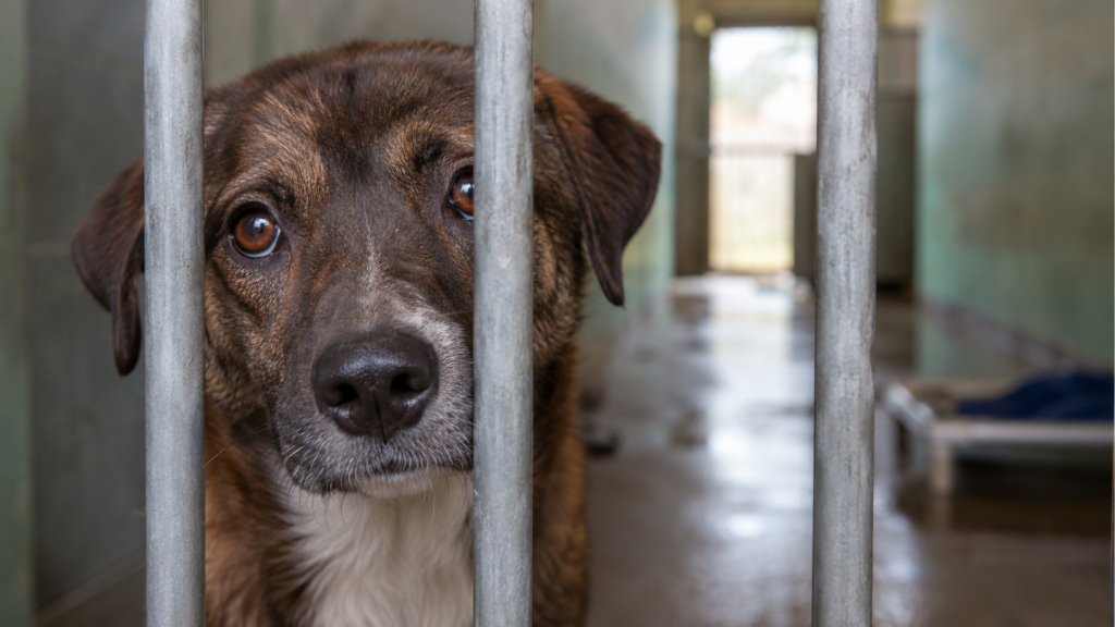 Abandono de perros y gatos en España: 285.000 animales llegaron a refugios en 2025