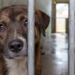 Abandono de perros y gatos en España: 285.000 animales llegaron a refugios en 2025