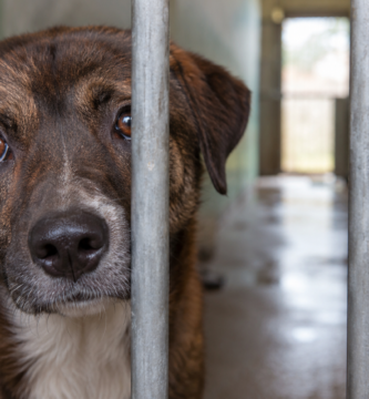 Abandono de perros y gatos en España: 285.000 animales llegaron a refugios en 2025