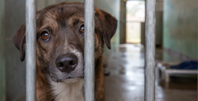 Abandono de perros y gatos en España: 285.000 animales llegaron a refugios en 2025