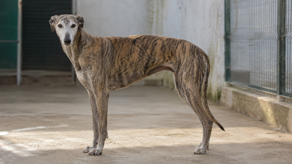 Abandono de galgos y podencos: perros de caza que llenan las protectoras españolas