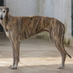 Abandono de galgos y podencos: perros de caza que llenan las protectoras españolas
