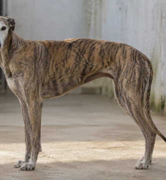 Abandono de galgos y podencos: perros de caza que llenan las protectoras españolas