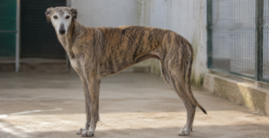 Abandono de galgos y podencos: perros de caza que llenan las protectoras españolas