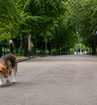 Correa retráctil para perros con el cordón extendido en el paseo