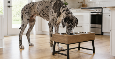 Comedero elevado usado por un perro de raza grande