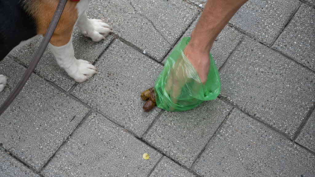 Multa por no recoger la caca del perro: recogida de excrementos en la acera