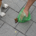 Multa por no recoger la caca del perro: recogida de excrementos en la acera