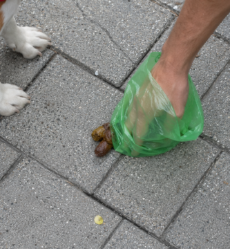 Multa por no recoger la caca del perro: recogida de excrementos en la acera