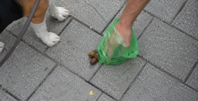 Multa por no recoger la caca del perro: recogida de excrementos en la acera