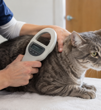 Censo obligatorio de gatos: lectura del microchip de un gato en el veterinario