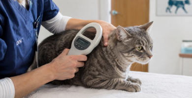 Censo obligatorio de gatos: lectura del microchip de un gato en el veterinario