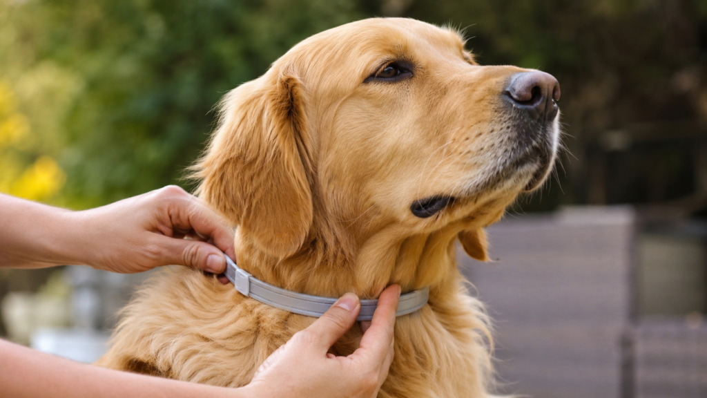 Collar antiparasitario, la opción más rentable para perros