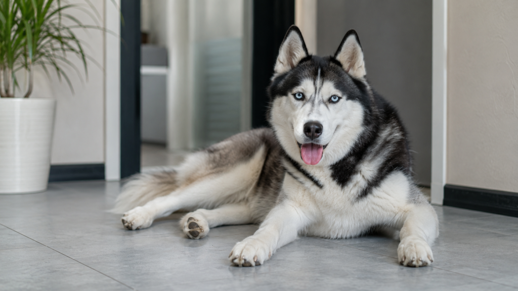 Husky siberiano refrescándose del calor en el interior