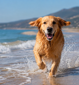 Playas para perros en España: dónde disfrutar del verano con tu mascota
