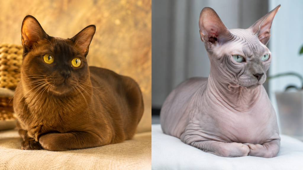 Esperanza de vida de los gatos: contraste entre razas longevas y de vida corta