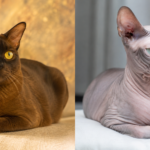 Esperanza de vida de los gatos: contraste entre razas longevas y de vida corta