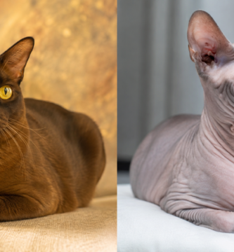 Esperanza de vida de los gatos: contraste entre razas longevas y de vida corta