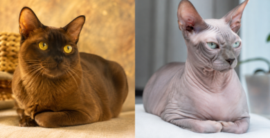 Esperanza de vida de los gatos: contraste entre razas longevas y de vida corta